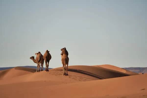 Marokko erleben – Von der Wüste bis zu den Märkten Marrakeschs