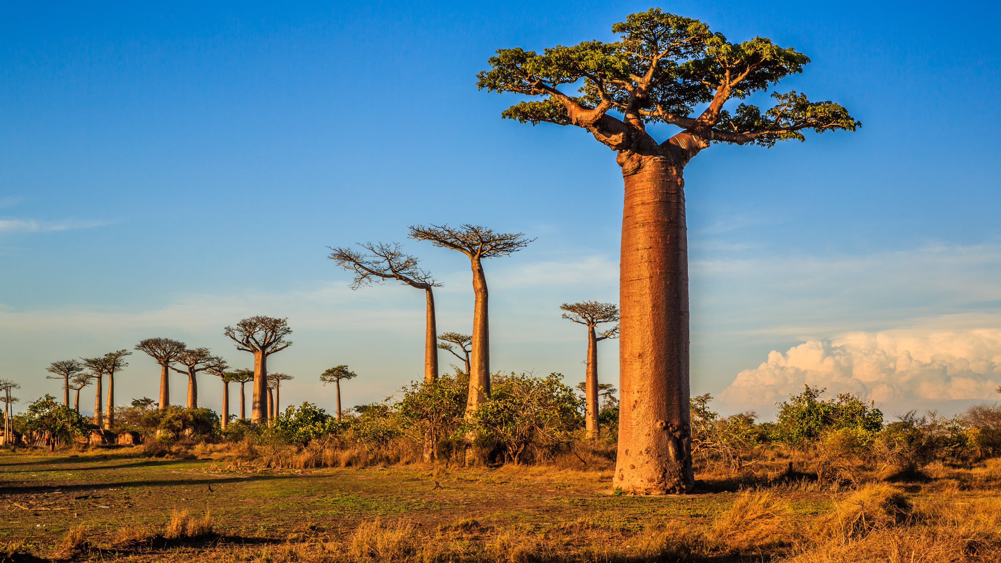 Einzigartige Individualreise nach Madagaskar – Entdecken Sie die Paradiese der Natur auf einer exklusiven Reise
