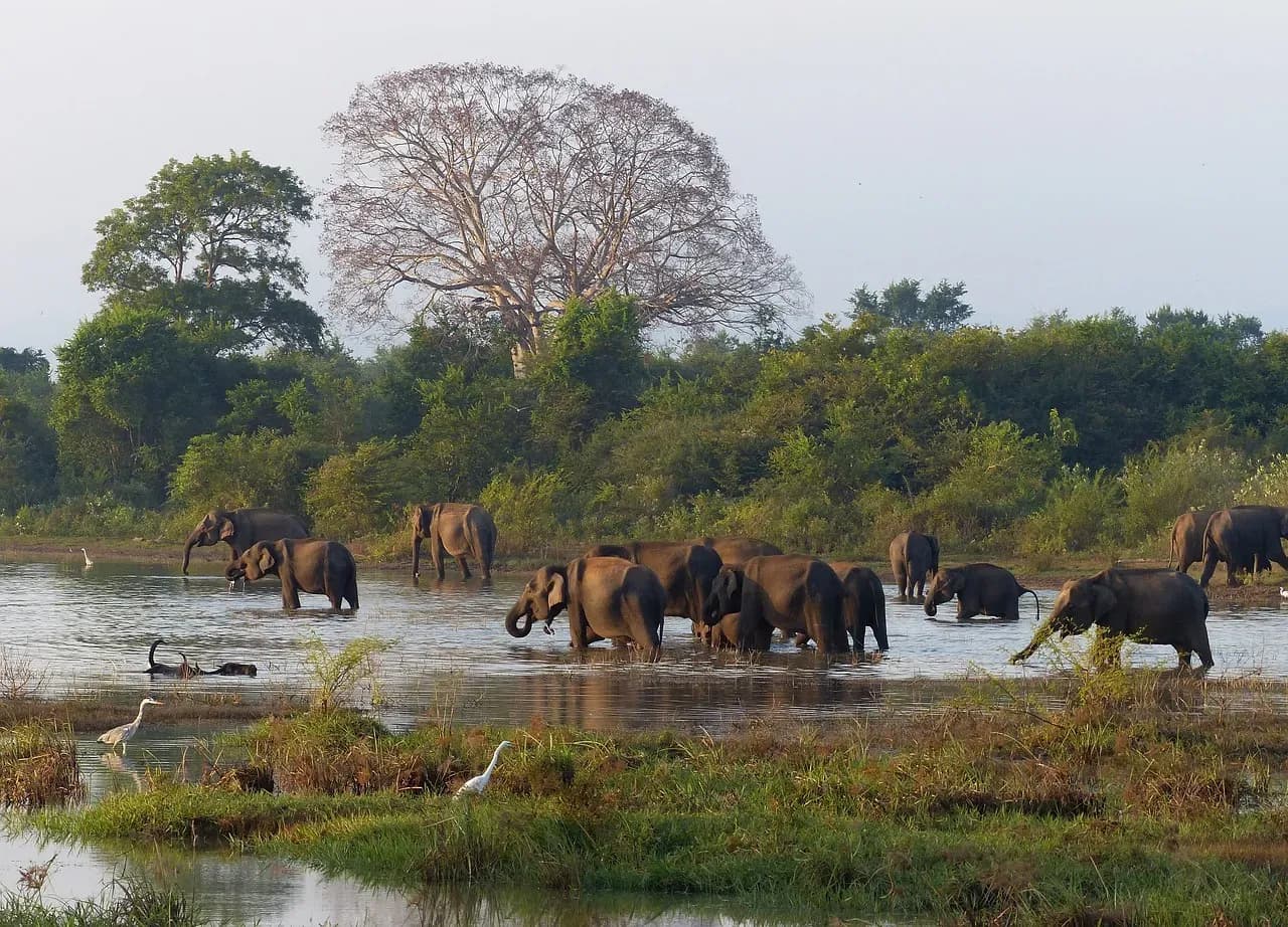 Individuelle Reisen nach Sri Lanka erleben