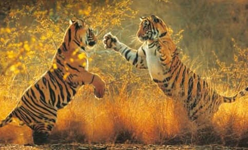 Maßgeschneiderte Reise nach Indien – Entdecken Sie die Vielfalt von Rajasthan bis Kerala