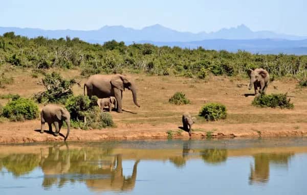 Südafrika erleben – Von Kapstadt bis zum Krüger-Nationalpark